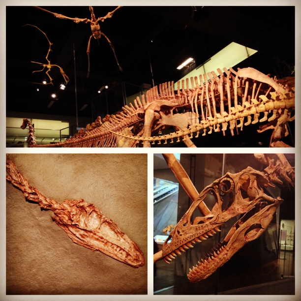 dinosaur skeletons museum victoria